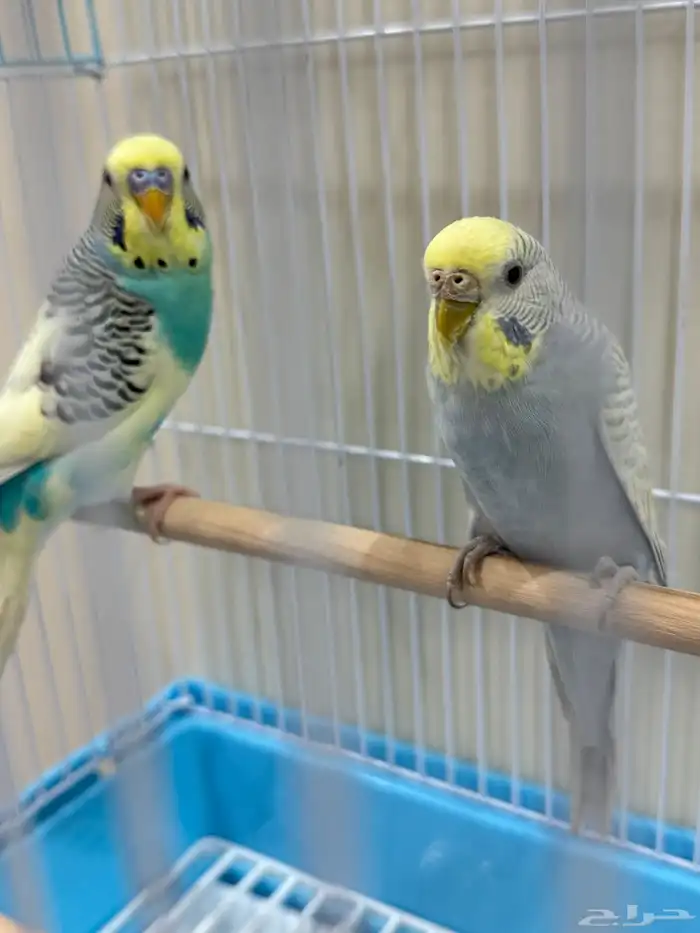 عصافير الحب للبيع 0