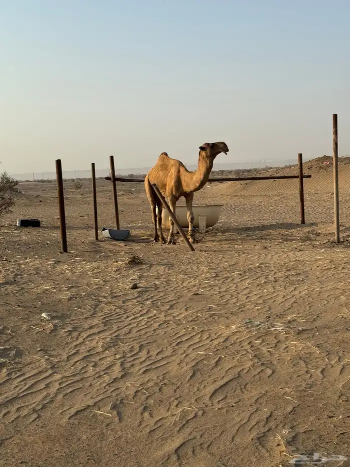 بعير احمر شمالي مشروط 3