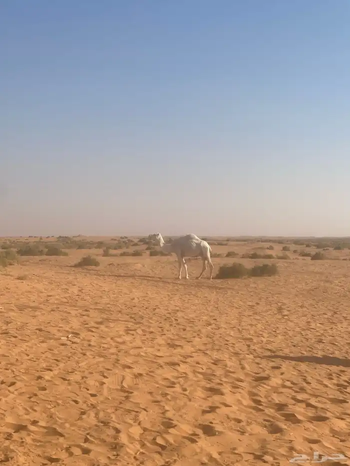 ابل للبيع 17