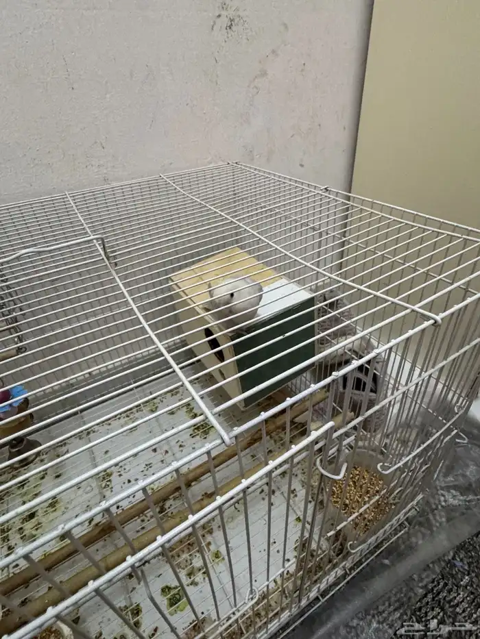 طيور الحب بادجى و روز للبيع 11