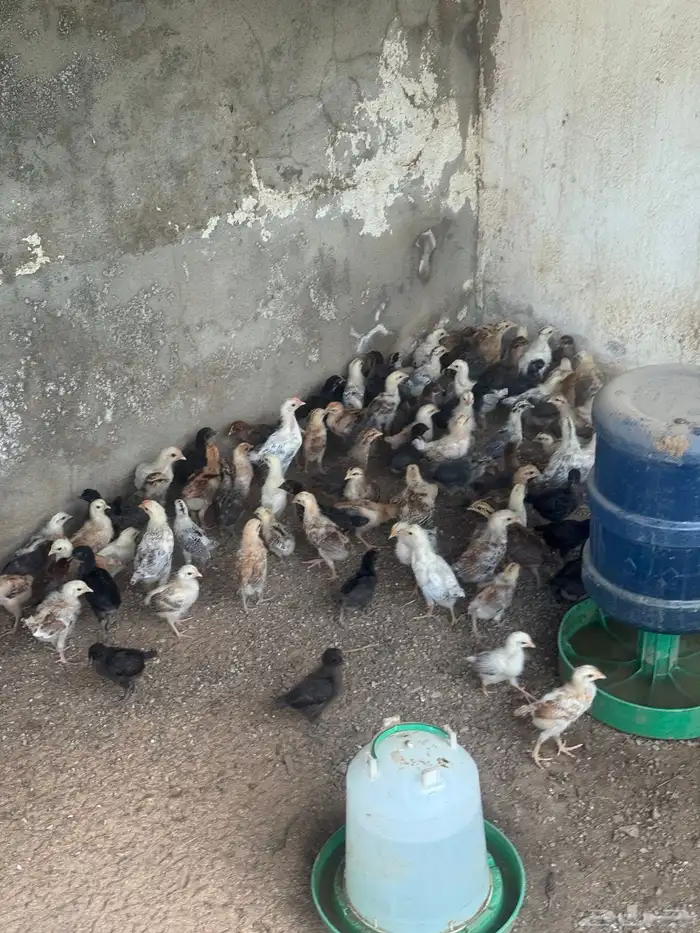 دجاج العمر شهر واسبوع 3