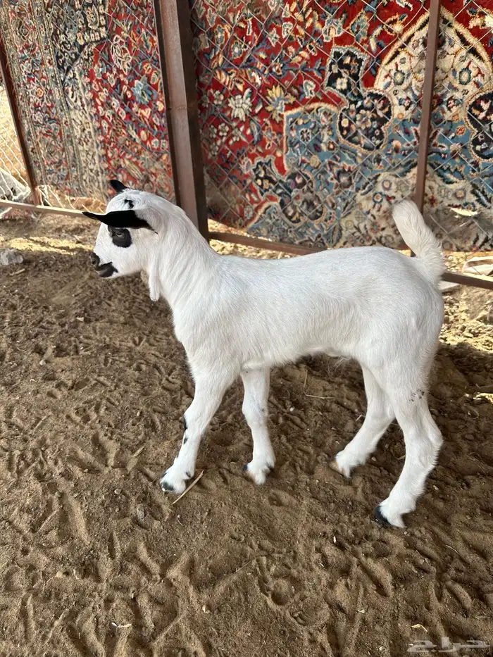 دواغر بيشي 0