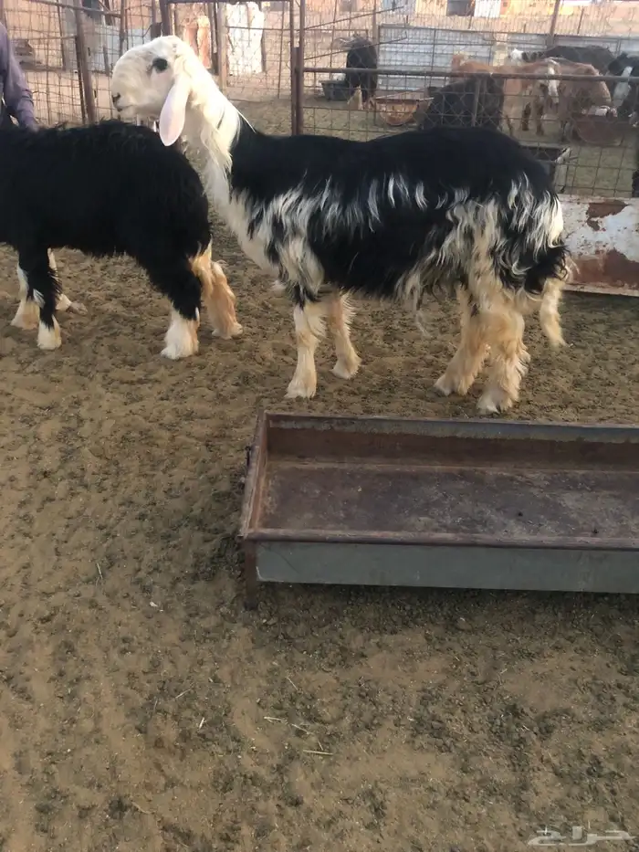 خروف نجدي عمره 8 شهور صنف م 2