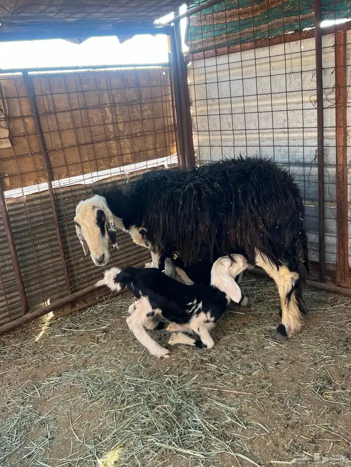 نجديه والد 2