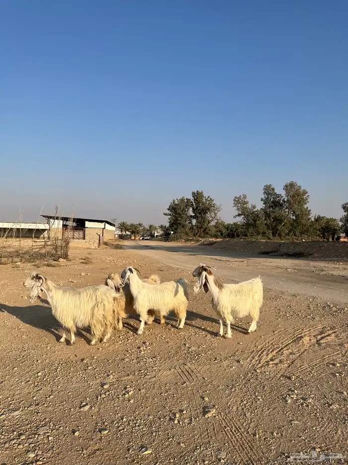 معزا بيض مشاريك مصريه جروم فاخره طيبه دفيع مضاريع سونار 2