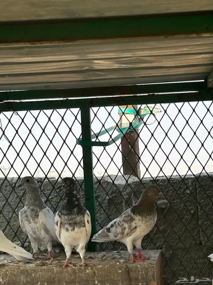 حمام باكستاني ( طيار) 5