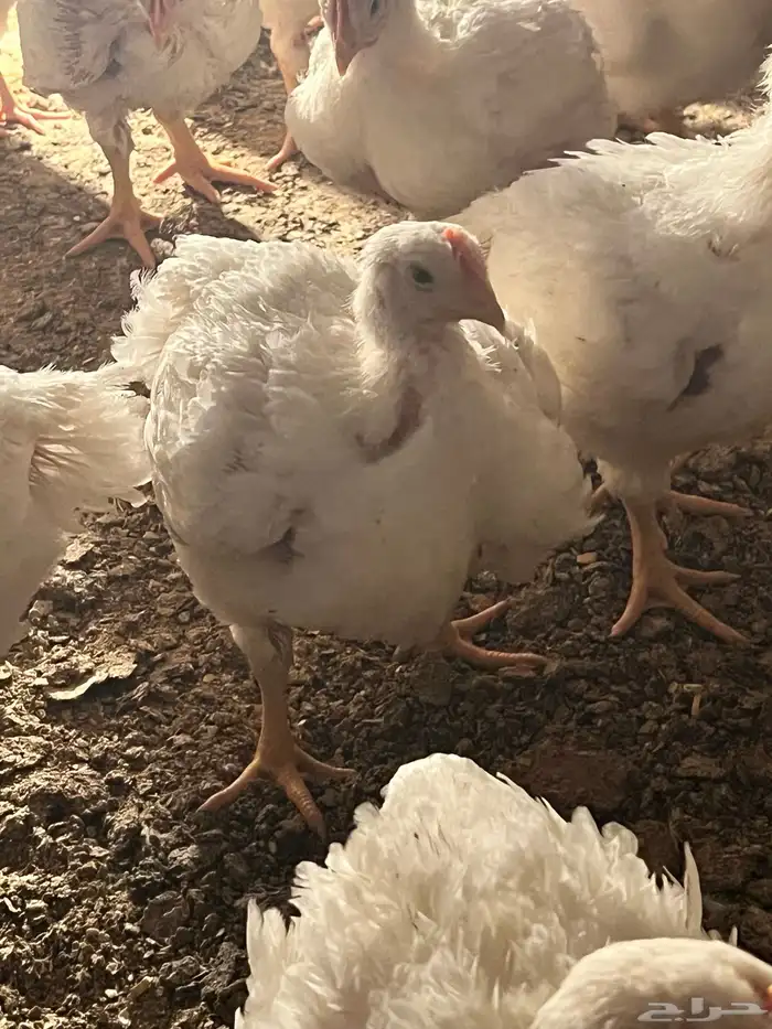 دجاج لاحم روس 308 للبيع 1
