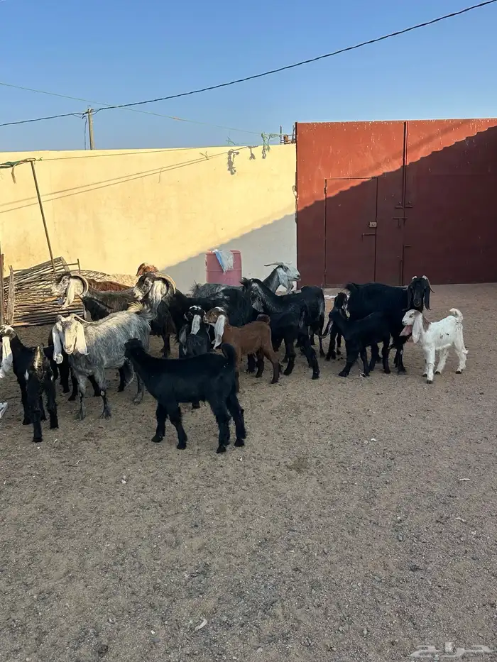 معزا مواليد 7حدرها 13 2