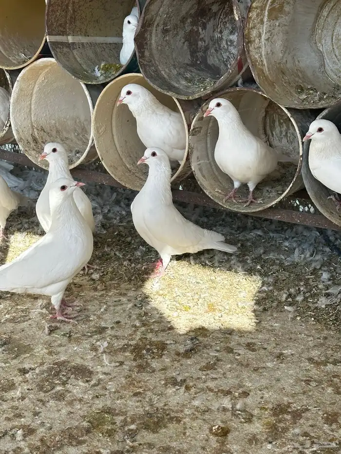 حمام فرنسي فاخر 10