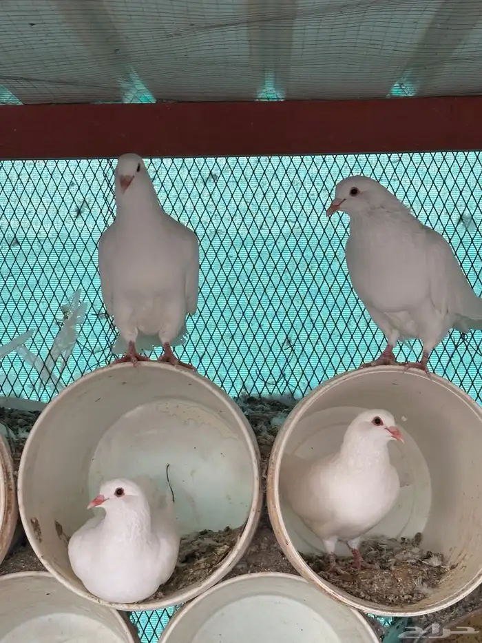 حمام فرنسي فاخر 3