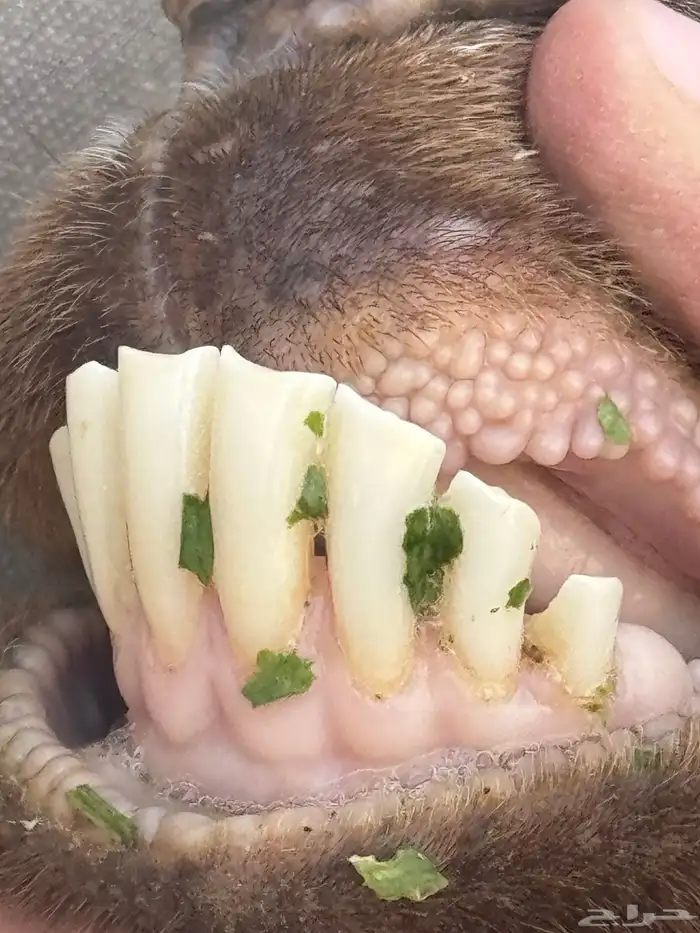 عنز شاميه متوم 6