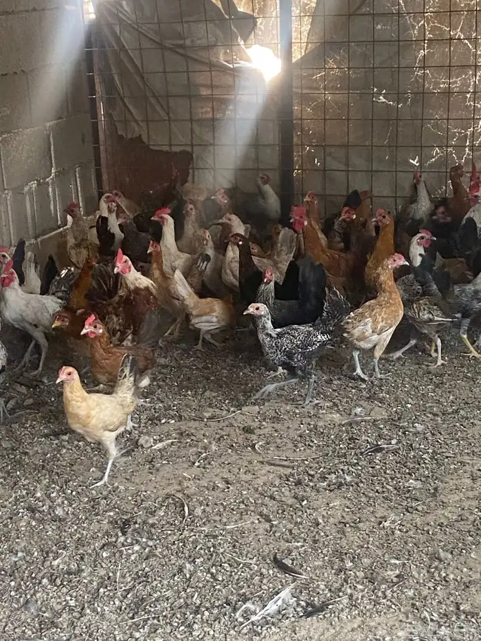 دجاج بلدي بياض للبيع 0