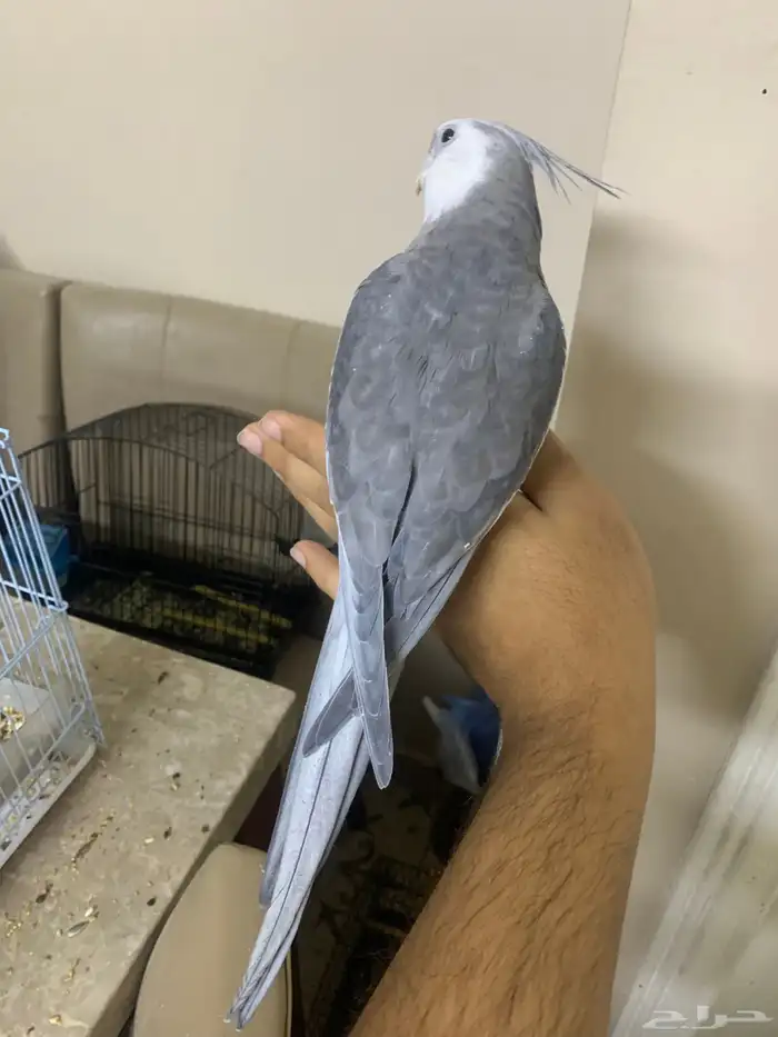 كروان هولندي متكلم 0