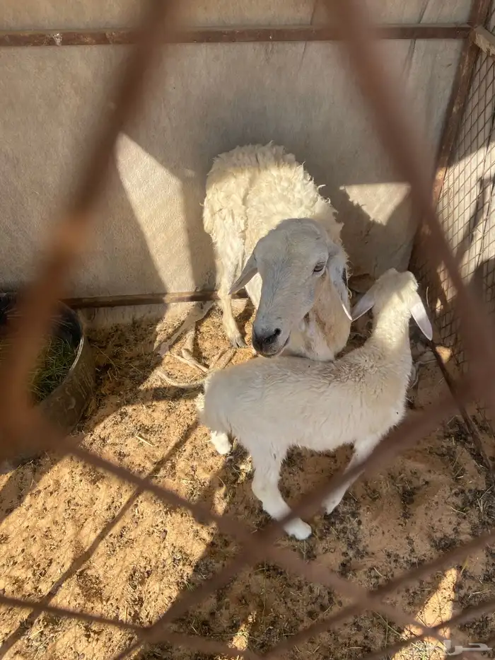 للبيع حريه مع بنتها 0