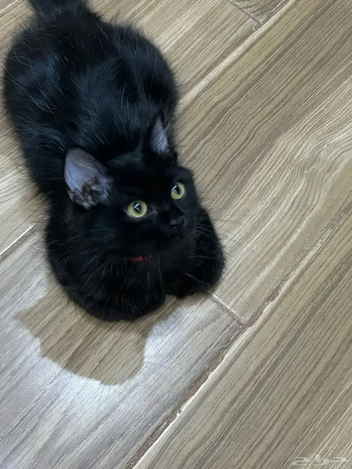 قط ذكر لتبني عمره خمسه اشهر معه ليتربوكس 3