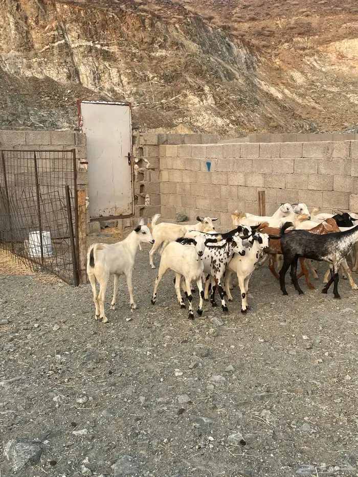 جفار بيشيه 3