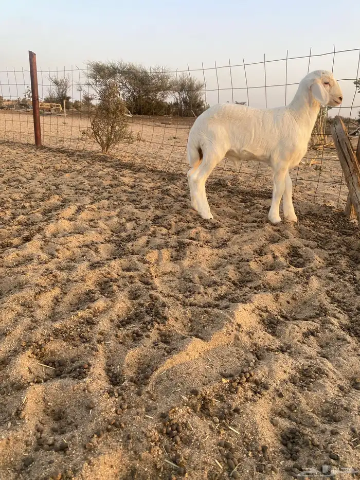 طلي ابرص مشروع فحل 1