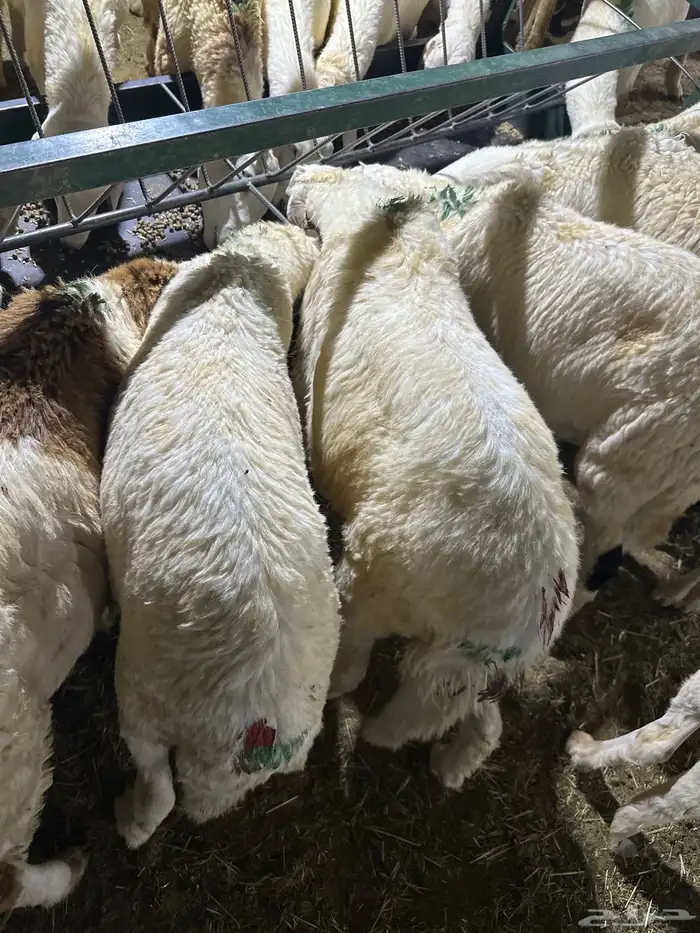 سوكني دمازين ابيض شبيه الحري مربي 2شهرين 3