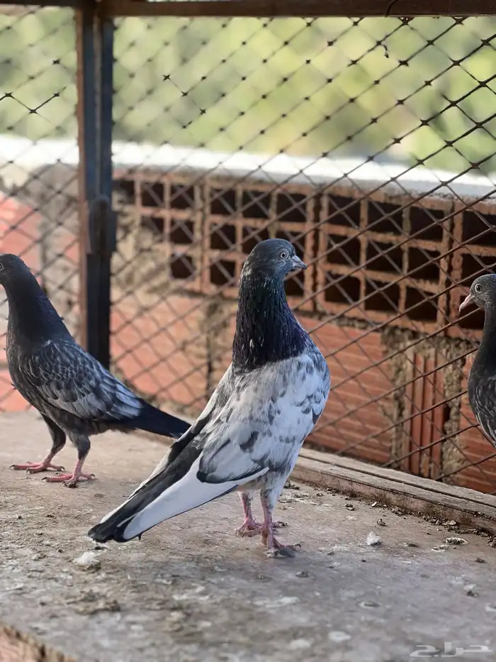 حمام بكساتني 5