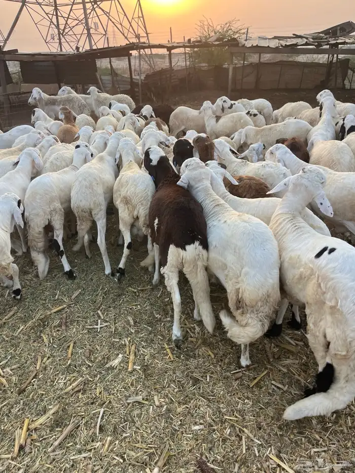 سواكن تربيه 4