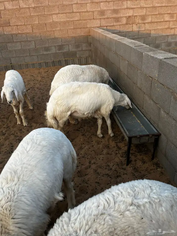 خرفان البيع صنف 8