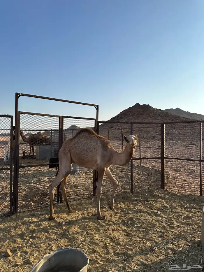 قعود ولد شاهين بعير حامد البلوي 2