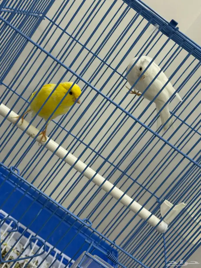 كناري سوري للبيع جوز 0