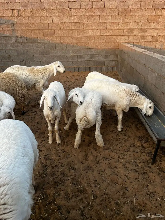 خرفان البيع صنف 2