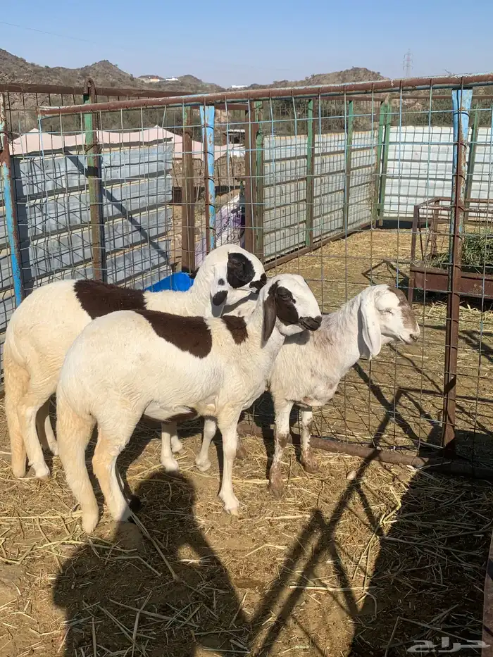 رخال سواكن تيلاد اعمار اربع لخمس شهور 1