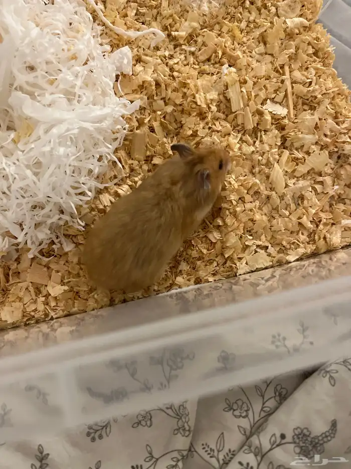 عندي أنثى هامستر   سوري ابغى ابدل ب ذكر هامستر 0