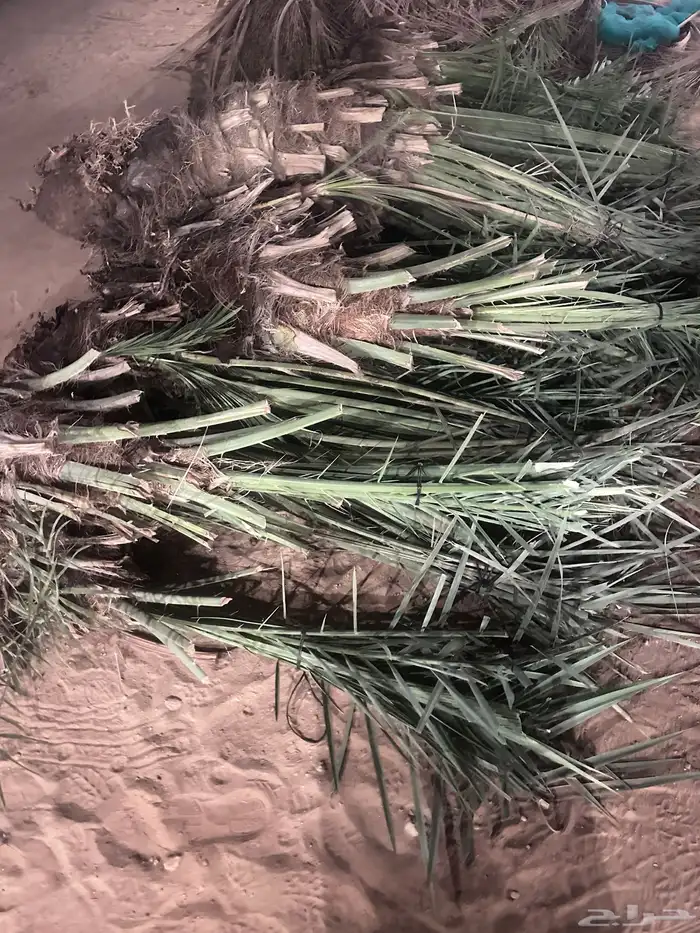 حيش نخل سلج 0