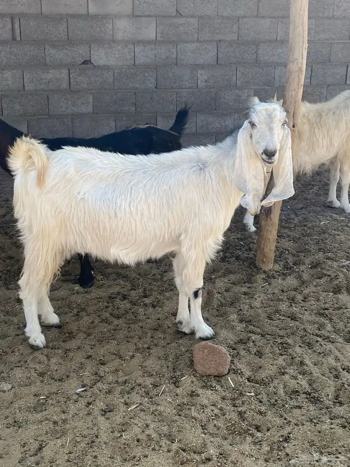 معزى مشروكات 4