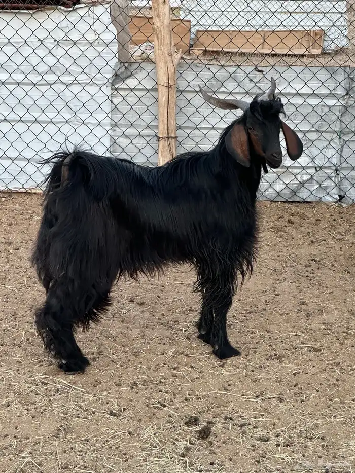 تيس ادغس اقشع حار مشروط 0