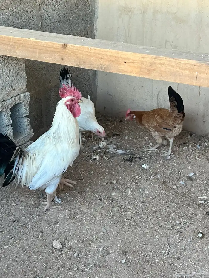 للبيع دجاج شرط بياض وصحه تب التب 1