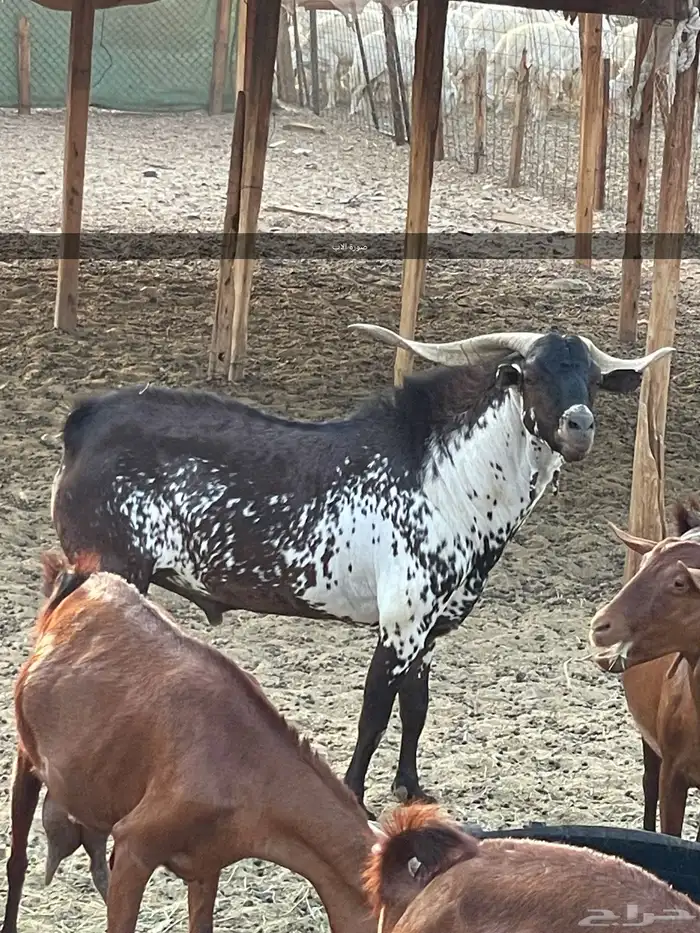 جفار وشح ودهم 6