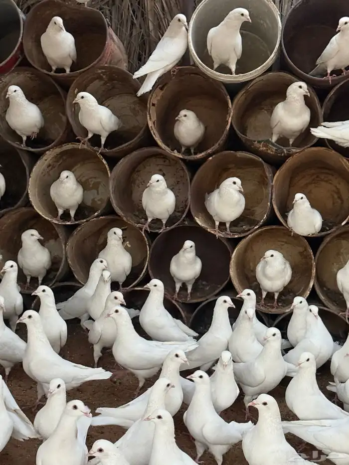 حمام فرنسي 2