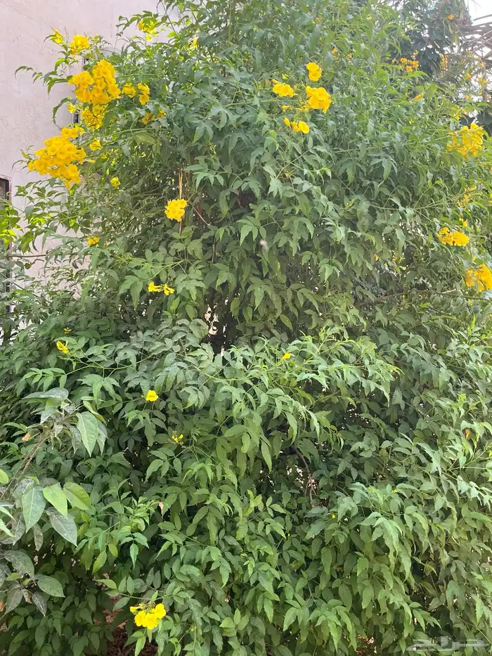 شتلات مشتل اشجار زينه 39