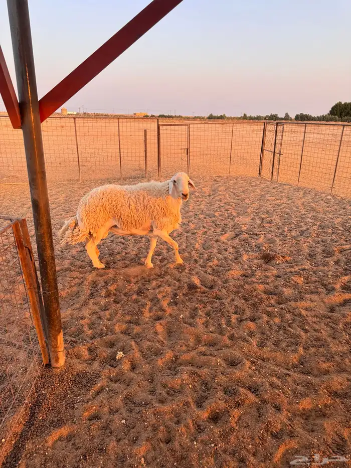 فحل حري للبيع مشروط 4