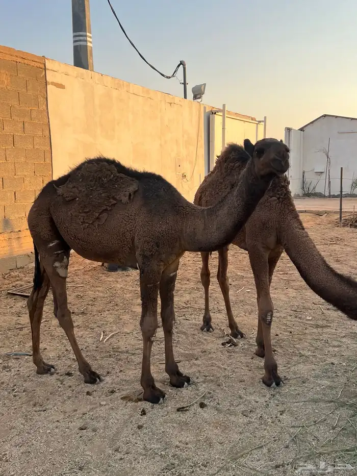 حشو طيبه للبيع 2