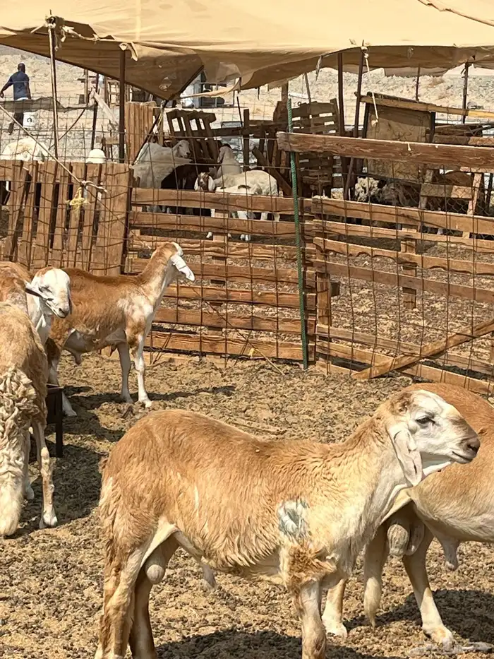 سواكني تربيه ثلاجه ومناسبات 3