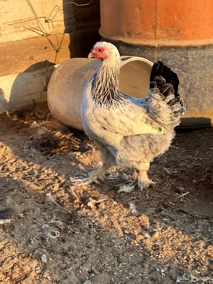 طقم دجاج براهما وديك 4