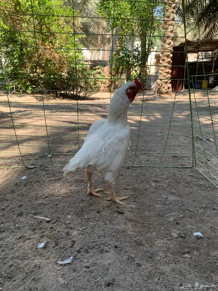 للبيع دجاج زيته فايتر 3