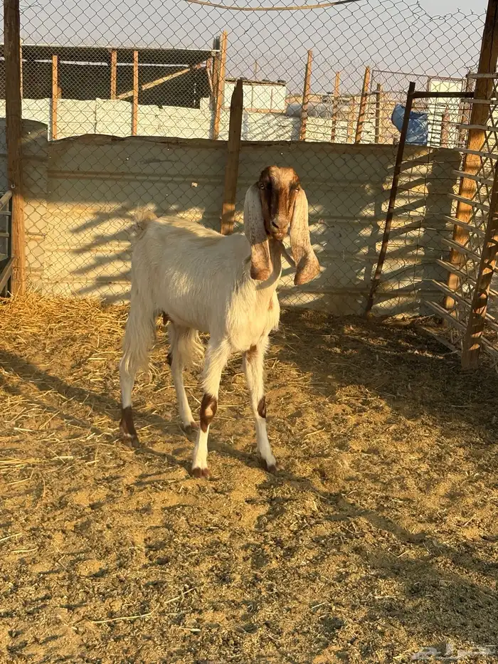 عنز مشروكه مصريه عارضيه تم البيع 0