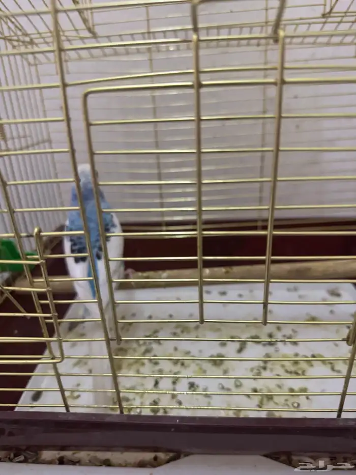 طيور الحب بادجى و روز للبيع 18