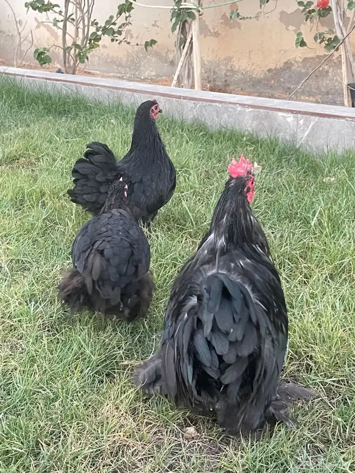 اطقم دجاج كوشن 11