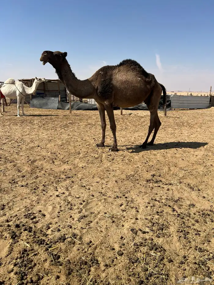 ابل ضرايب عشاير للبيع 0