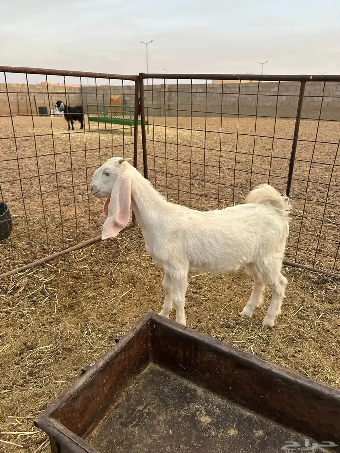 جفره هولندية 0