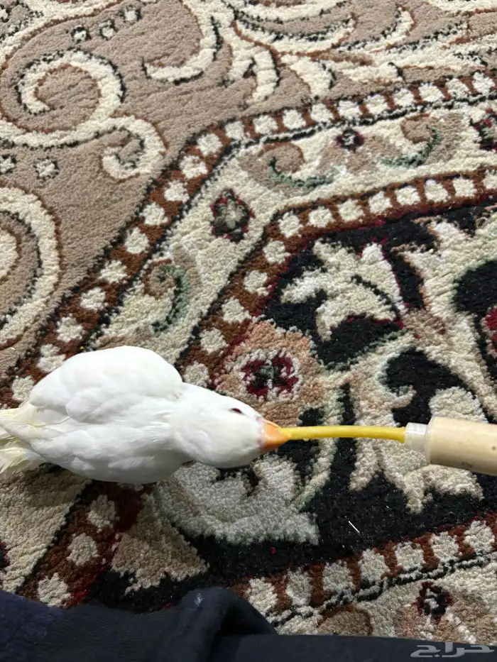 فرخ روز البينو ابيض وعيون حمر 4