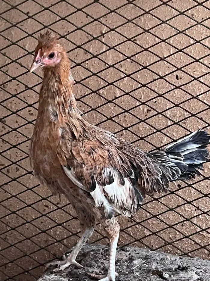 4 دجاجات وديك للبيع 8