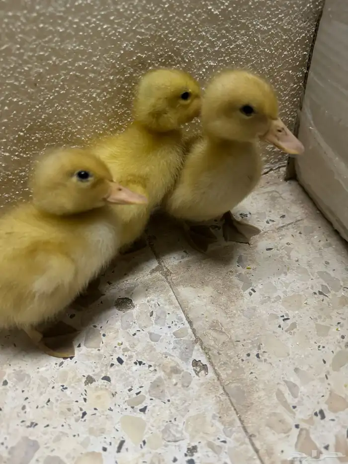 كتكوت بط كتاكيت وز 1